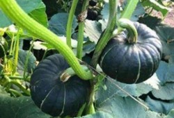 静安网红吃瓜事件真相是真的吗,真相揭秘，还原事件始末