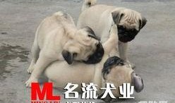 巴哥过年爆料视频播放,视频揭秘年味十足的背后故事