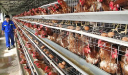 养鸡厂饲料喂养爆料视频,养鸡厂饲料喂养内幕曝光