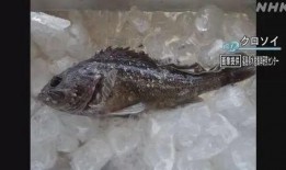 新闻爆料海鱼事件视频,揭秘网络热传视频背后的真相