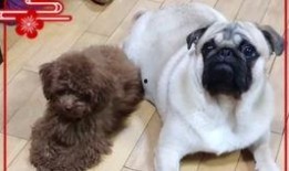 巴哥过年爆料视频播放,视频揭秘年味十足的背后故事