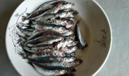 新闻爆料海鱼事件视频,揭秘网络热传视频背后的真相