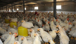 养鸡厂饲料喂养爆料视频,养鸡厂饲料喂养内幕曝光