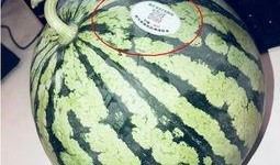 网红系列吃瓜,一场视觉与味蕾的双重盛宴