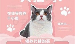 猫咪爆料视频素材下载网站,热门视频素材网站大起底