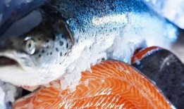 新闻爆料海鱼事件视频,揭秘网络热传视频背后的真相