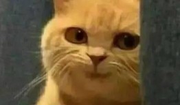 不能出声的我在线观看,深度解析不能出声的我