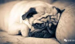 巴哥过年爆料视频播放,视频揭秘年味十足的背后故事