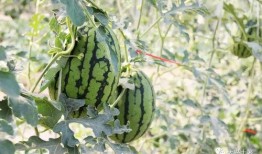 网红系列吃瓜,一场视觉与味蕾的双重盛宴