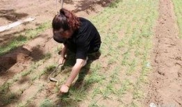 网红回村吃瓜,揭秘乡村生活新风尚