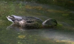 猫咪爆料视频素材下载网站,热门视频素材网站大起底