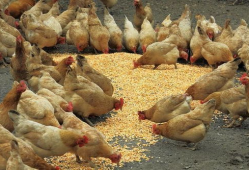 养鸡厂饲料喂养爆料视频,养鸡厂饲料喂养内幕曝光