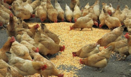 养鸡厂饲料喂养爆料视频,养鸡厂饲料喂养内幕曝光