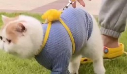 加菲最新爆料新闻事件,揭秘娱乐圈惊人内幕